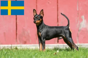 Read more about the article Pinscher Miniatural crescători și căței în Suedia