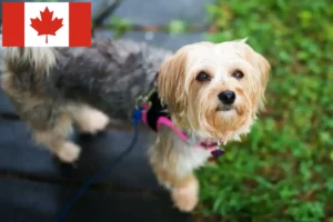 Read more about the article Morkie crescători și căței în Canada