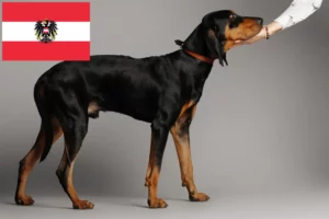 Read more about the article Black and Tan Coonhound crescători și căței în Austria