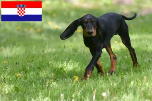 Read more about the article Black and Tan Coonhound crescători și căței în Croația