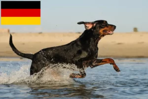 Read more about the article Black and Tan Coonhound crescători și căței în Germania