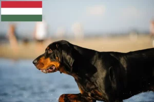 Read more about the article Black and Tan Coonhound crescători și căței în Ungaria