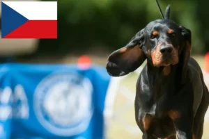 Read more about the article Black and Tan Coonhound crescători și căței în Republica Cehă