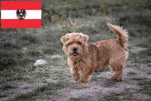 Read more about the article Norfolk Terrier crescători și căței în Austria