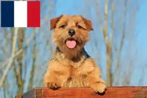 Read more about the article Norfolk Terrier crescători și căței în Franța