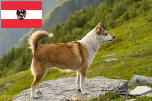 Read more about the article Crescători de Lundehund norvegian și căței în Austria