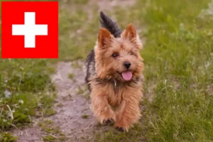 Read more about the article Norwich Terrier crescători și căței în Elveția