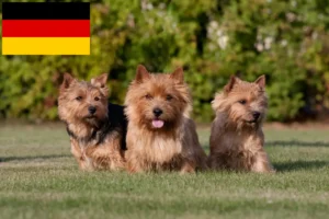 Read more about the article Norwich Terrier crescători și căței în Germania