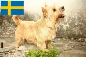 Read more about the article Norwich Terrier crescători și căței în Suedia