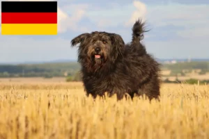 Read more about the article Crescători de Ovine Poodle și căței în Germania