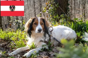 Read more about the article Crescători de Kooikerhondje olandez și căței în Austria