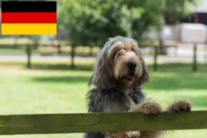 Read more about the article Otterhund crescători și căței în Germania