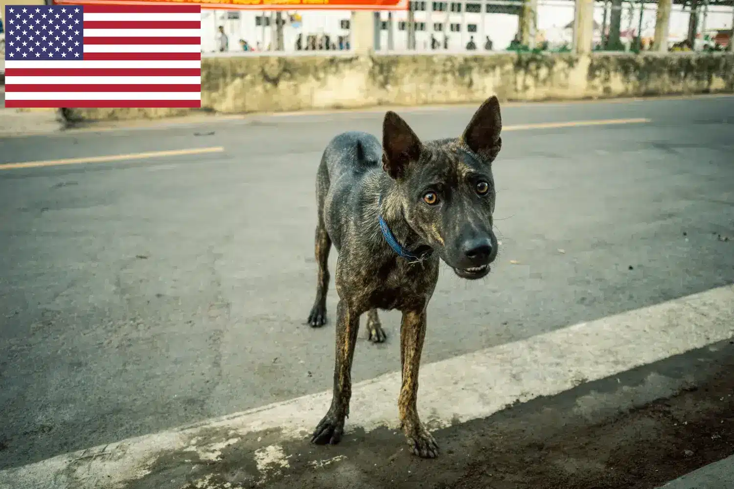 Read more about the article Phu Quoc Ridgeback crescători și căței în SUA