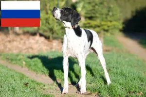 Read more about the article English Pointer crescători și căței în Rusia