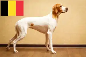 Read more about the article English Pointer crescători și căței în Belgia