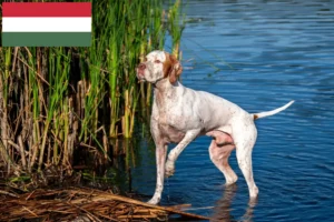 Read more about the article English Pointer crescători și căței în Ungaria