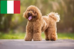 Read more about the article Crescători de caniche și căței în Italia