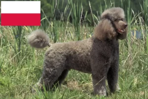 Read more about the article Crescători de caniche și căței în Polonia