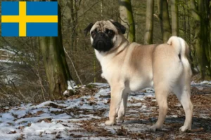 Read more about the article Pug crescători și căței în Suedia