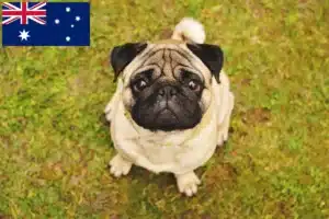 Read more about the article Pug crescători și căței în Australia