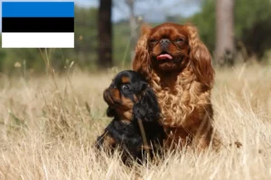 Read more about the article King Charles Spaniel crescători și căței în Estonia