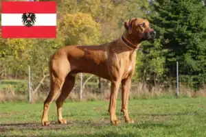 Read more about the article Rhodesian Ridgeback crescători și căței în Austria