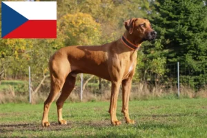 Read more about the article Rhodesian Ridgeback crescători și căței în Republica Cehă