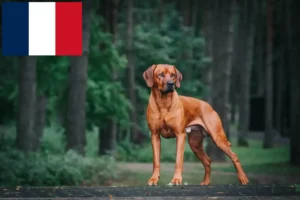 Read more about the article Rhodesian Ridgeback crescători și căței în Franța