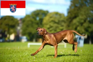 Read more about the article Rhodesian Ridgeback crescători și căței în Hessen