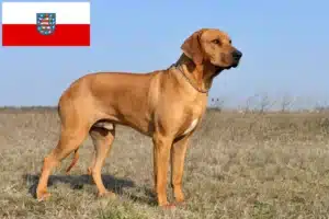 Read more about the article Rhodesian Ridgeback crescători și căței în Thuringia