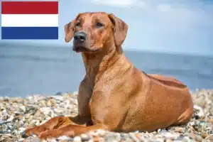 Read more about the article Rhodesian Ridgeback crescători și căței în Olanda