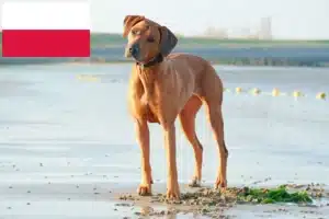 Read more about the article Rhodesian Ridgeback crescători și căței în Polonia