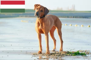 Read more about the article Rhodesian Ridgeback crescători și căței în Ungaria