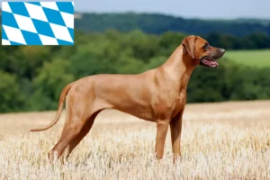 Read more about the article Rhodesian Ridgeback crescători și căței în Bavaria