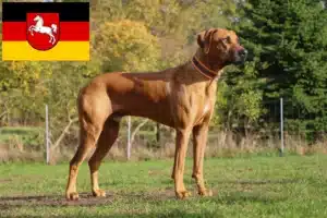 Read more about the article Rhodesian Ridgeback crescători și căței în Saxonia Inferioară