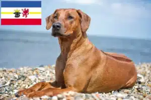 Read more about the article Rhodesian Ridgeback crescători și căței în Mecklenburg-Vorpommern