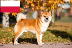 Read more about the article Shiba crescători și căței în Polonia