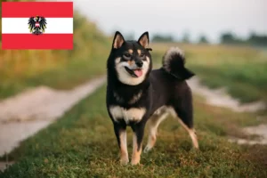 Read more about the article Shiba crescători și căței în Austria