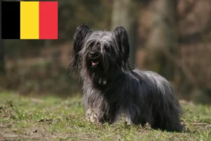 Read more about the article Skye Terrier crescători și căței în Belgia