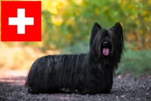 Read more about the article Skye Terrier crescători și căței în Elveția