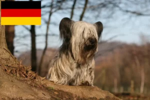 Read more about the article Skye Terrier crescători și căței în Germania