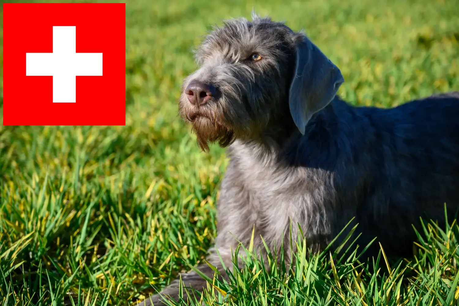 Read more about the article Slovakian Wirehaired Beard crescători și căței în Elveția