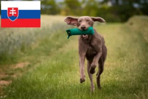 Read more about the article Slovakian Wirehaired Beard crescători și căței în Slovacia