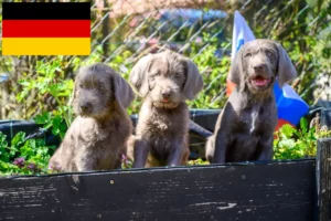 Read more about the article Slovakian Wirehaired Beard crescători și căței în Germania