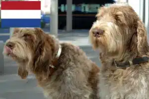 Read more about the article Spinone Italiano crescători și căței în Olanda