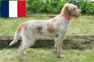 Read more about the article Spinone Italiano crescători și căței în Franța