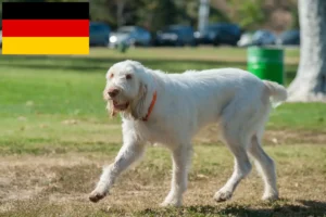 Read more about the article Spinone Italiano crescători și căței în Germania