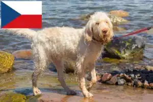 Read more about the article Spinone Italiano crescători și căței în Republica Cehă