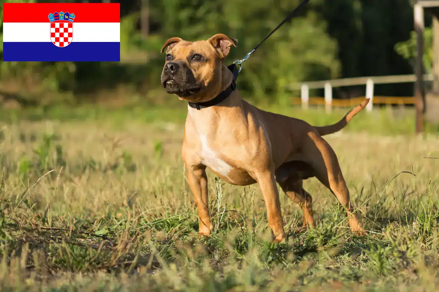 Read more about the article Staffordshire Bull Terrier crescători și căței în Croația