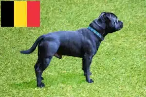 Read more about the article Staffordshire Bull Terrier crescători și căței în Belgia